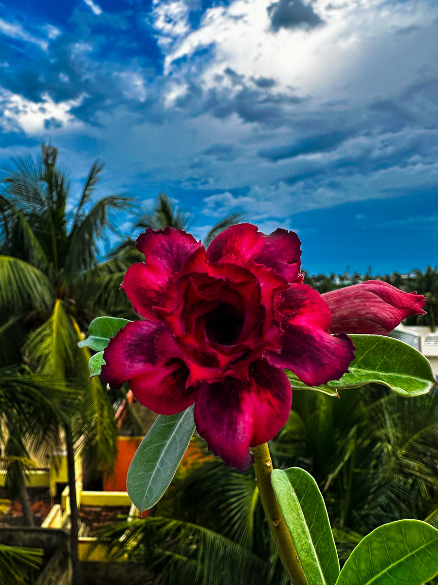 Adenium Purple Jelly – Krishna’s Dream World