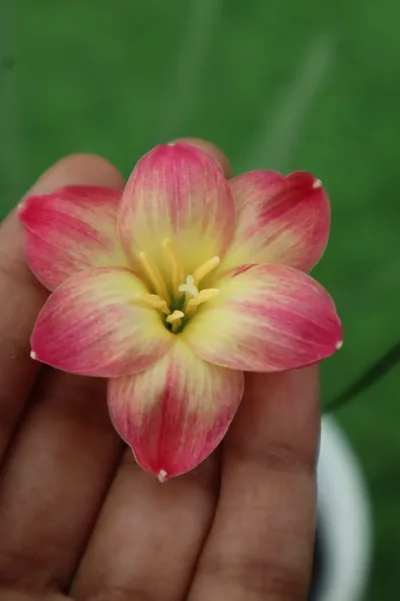 Rain Lily Wishy wish no 2