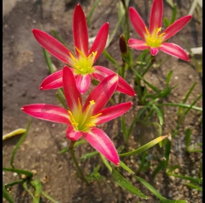 Pink Petal Royalty — thumbnail 1