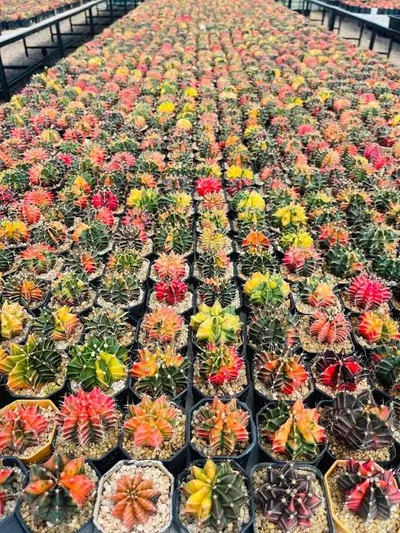 Cactus Gymnocalycium Mihanovichii Variegata ( Bare root )
