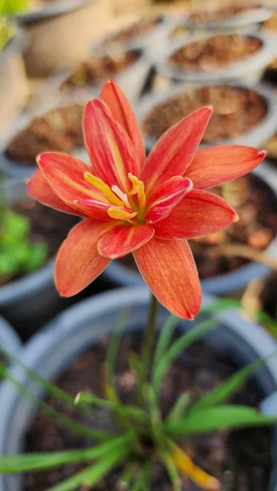 Rain Lily Khunphaen — thumbnail 1