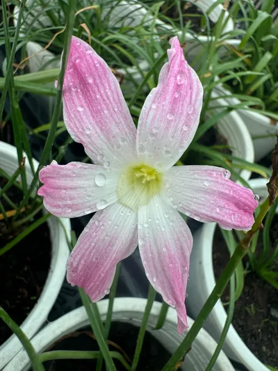 Rain Lily Summer Chill