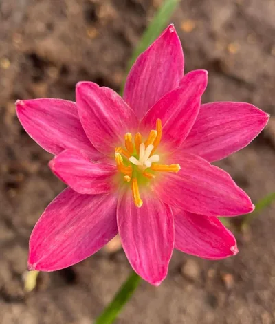 Rain Lily RP 31