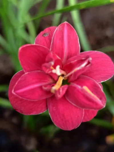 Rain Lily DW 73
