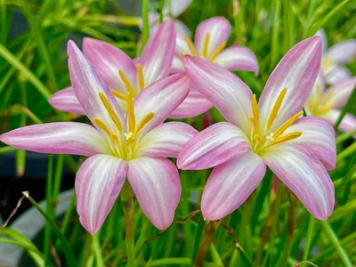 Rainkissed Color Burst