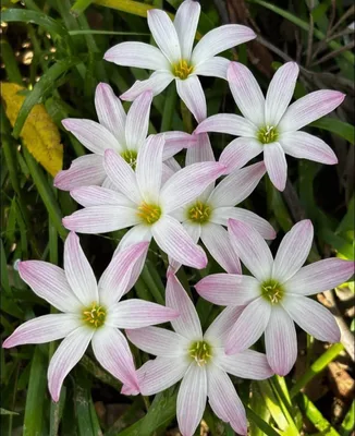 Rain Lily Bubble