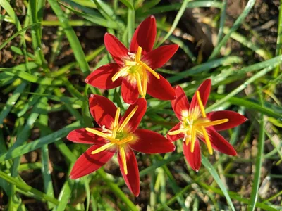 Rain Lily Red Fire — thumbnail 2