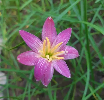 Rain Lily Hideko — thumbnail 1