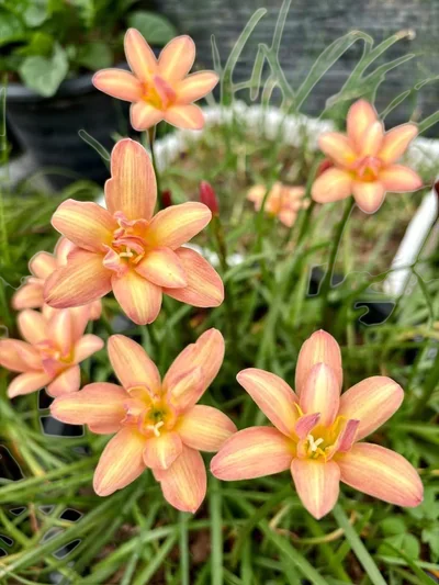 Rain Lily Golden Tresses