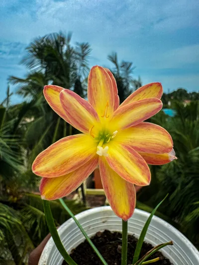 Rain Lily Urania