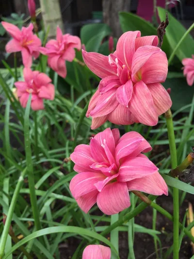 Rain Lily Pink Ruby — thumbnail 5