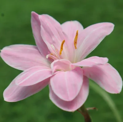 Rain Lily Sweet Pink
