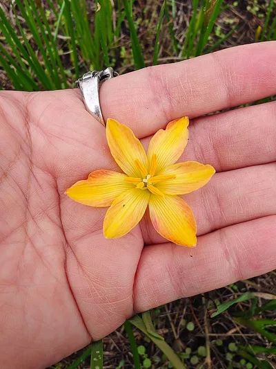 Rain Lily Custard