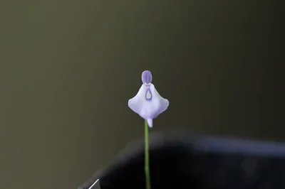 Utricularia Pubescens