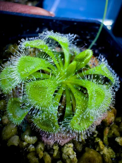 Drosera Burmani Humpty Doo