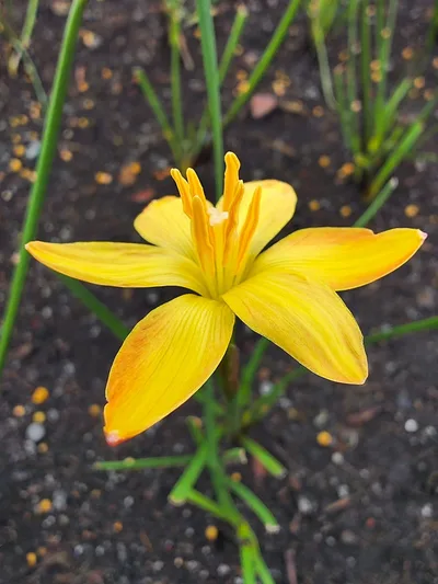 Rain Lily Custard