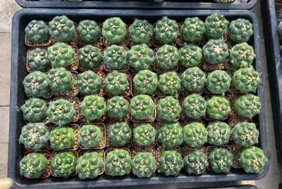 Cactus Coryphantha