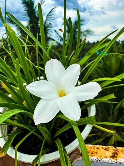 Rain Lily MA