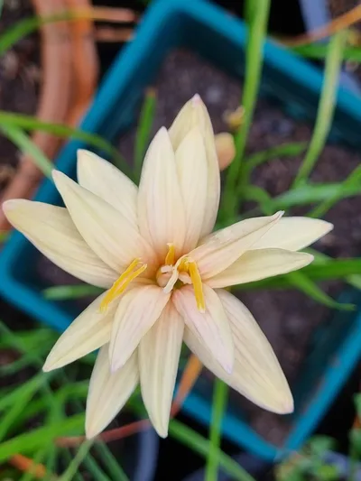 Rain Lily Chandler sparkle