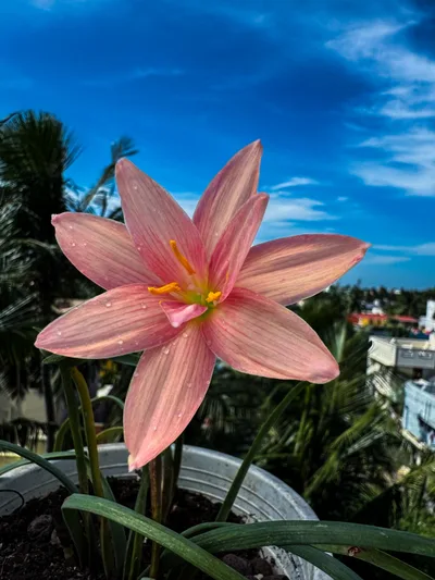 Rain Lily Prang champoo
