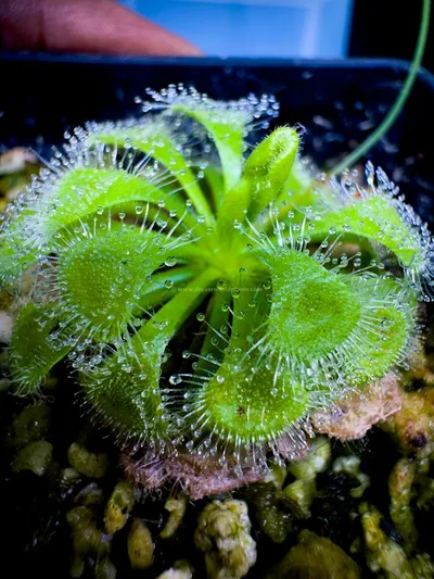 Drosera Burmani Humpty Doo