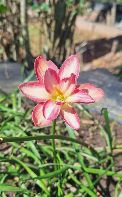 Rain Lily DE MEI LOTUS β photo 3