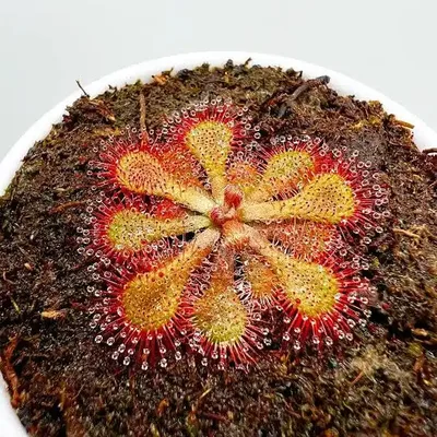 Drosera Natalensis — thumbnail 2