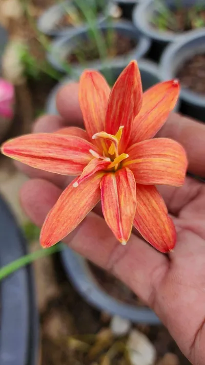 Rain Lily Khunphaen — thumbnail 2