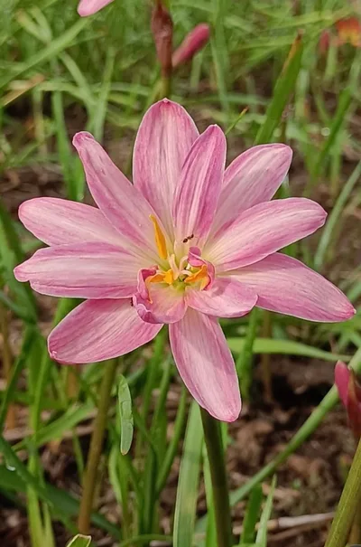 Rain Lily Pink Brocade