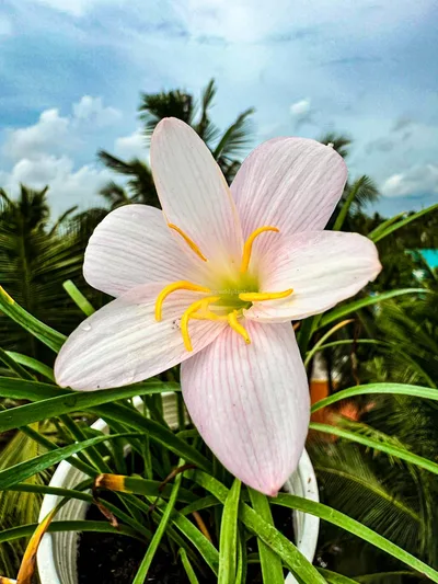 Rain Lily GrandiFlora Spring
