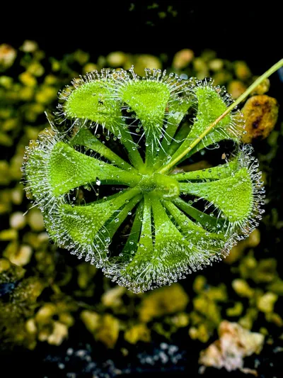 Drosera Burmani Humpty Doo