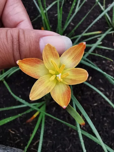 Rain Lily Custard
