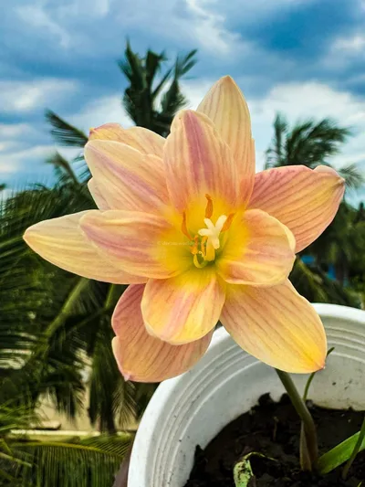 Rain Lily Langdao