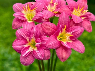 Rain Lily Rungsila — thumbnail 7