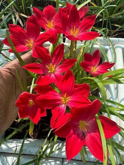 Rain Lily Falling  in Love — thumbnail 2