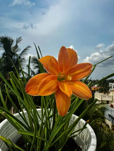 Rain Lily Orange Spy — thumbnail 3