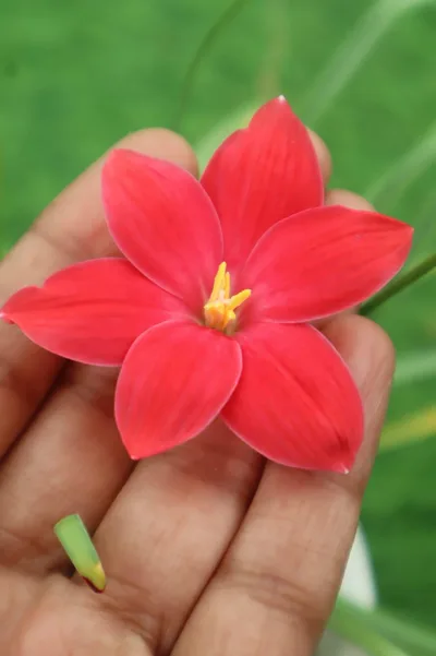 Rain Lily Red joy — thumbnail 1