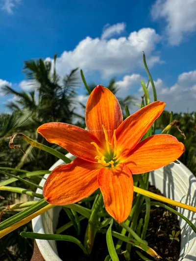 Rain Lily Orange Fire