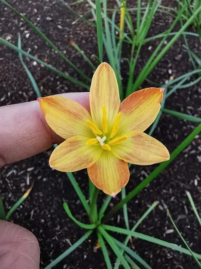 Rain Lily Custard