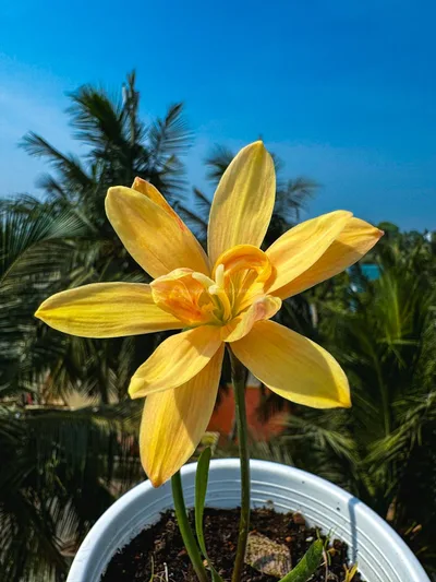 Rain Lily Apricot King — thumbnail 4