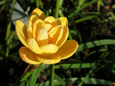Rain Lily Golden Compass — thumbnail 5