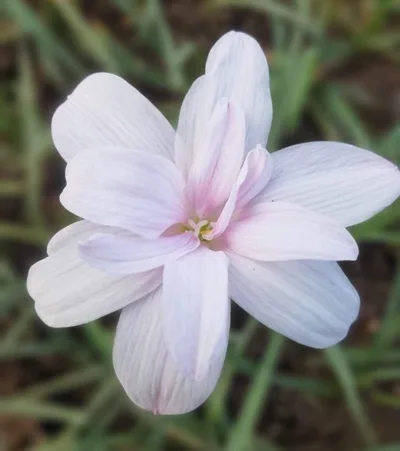 Rain Lily Apsara — thumbnail 2