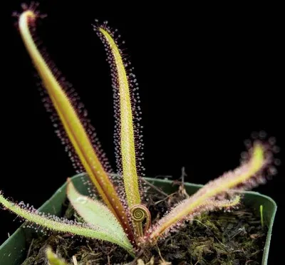 Drosera Adele