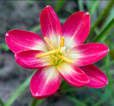 Rain Lily Red Master — thumbnail 4