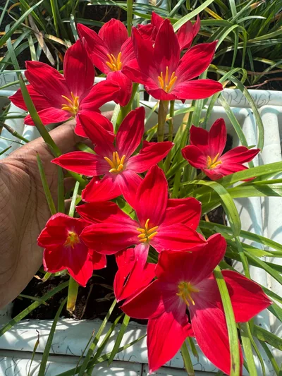 Rain Lily Falling  in Love — thumbnail 1