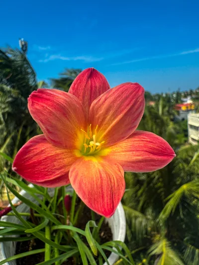 Rain Lily Chinda — thumbnail 5