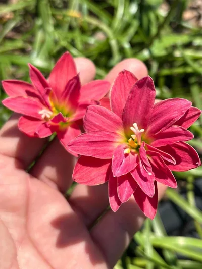 Rain Lily silver edge