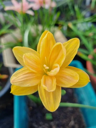 Rain Lily Golden Compass — thumbnail 4