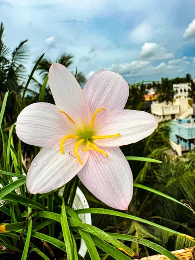 Rain Lily GrandiFlora Spring