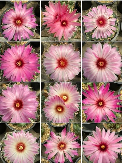 Cactus Coryphantha